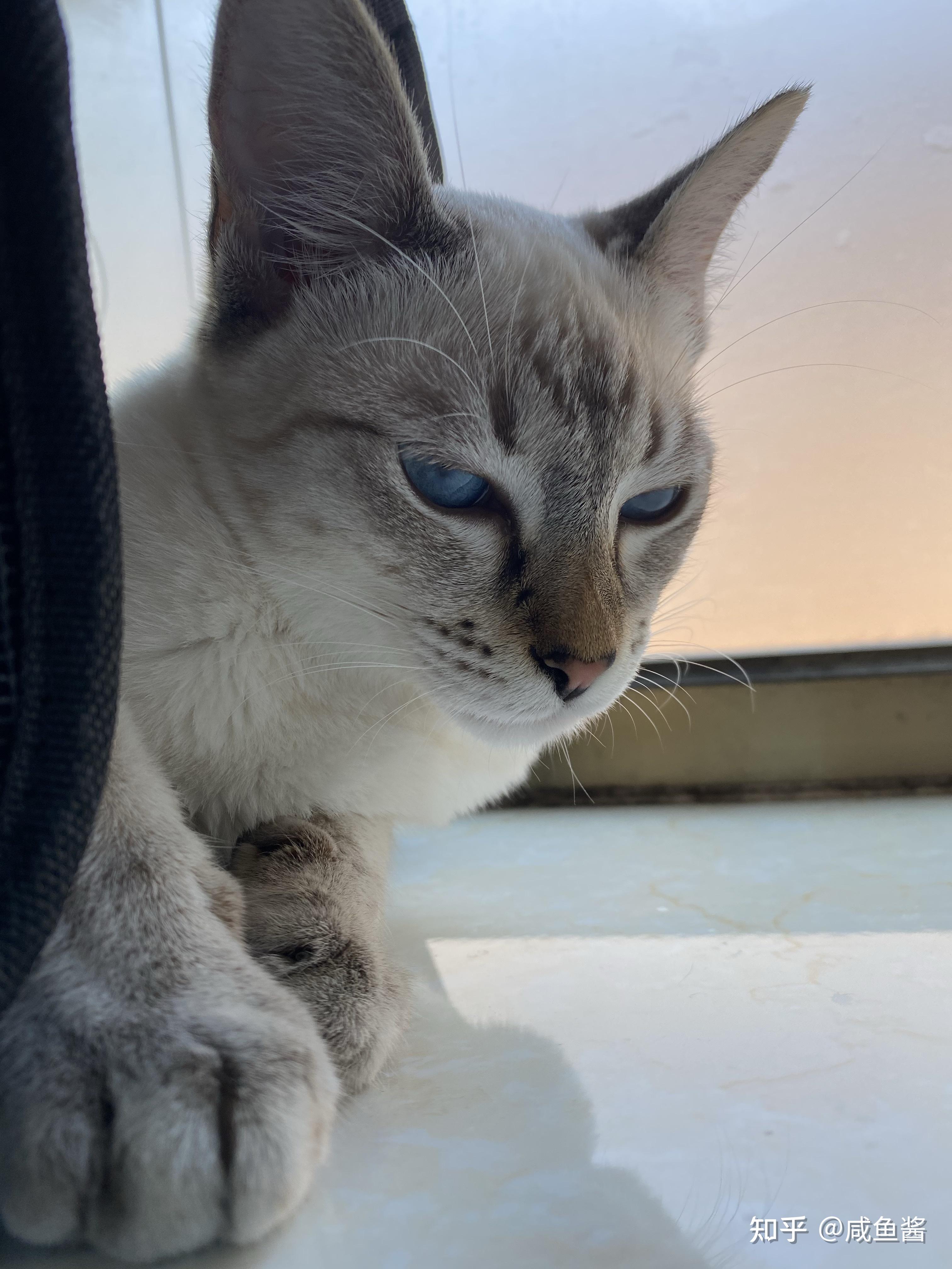 你们的虎斑暹罗猫长大了什么样子