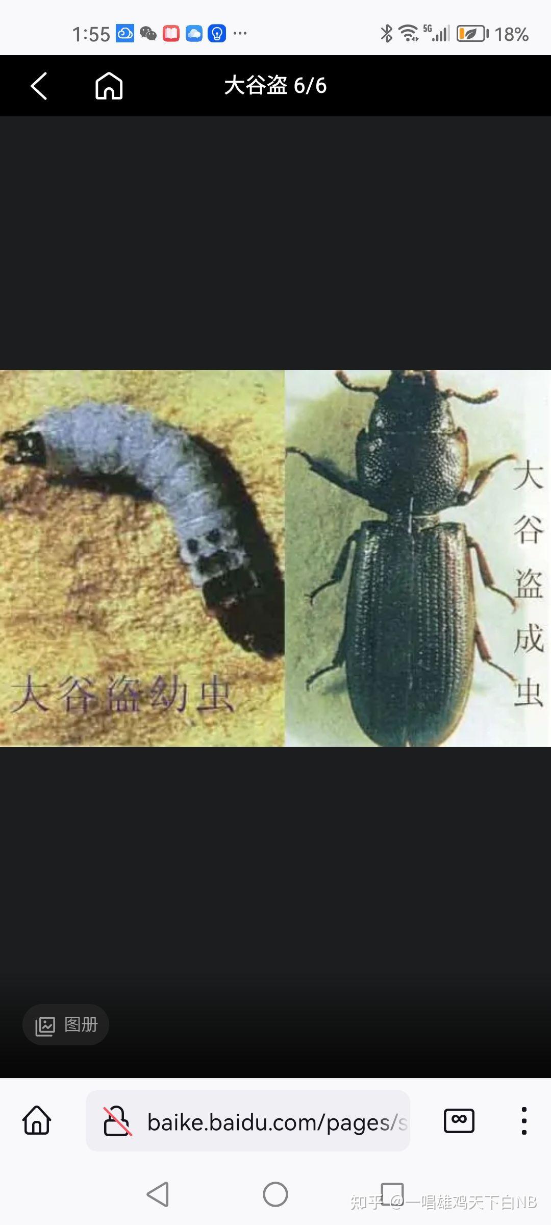 这是什么虫子,厨房天花板的?