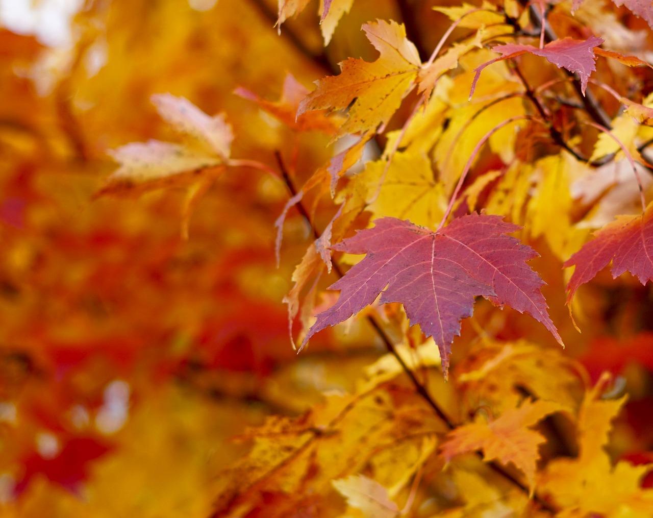 落叶翩翩，诗意盎然