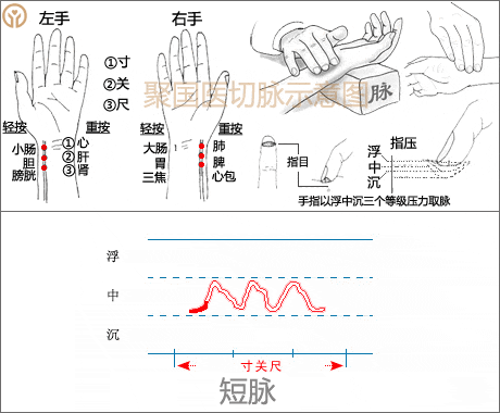 中医诊脉把脉28脉象动态图演示 - 知乎