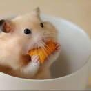 Zhihu profile picture for @hamsters