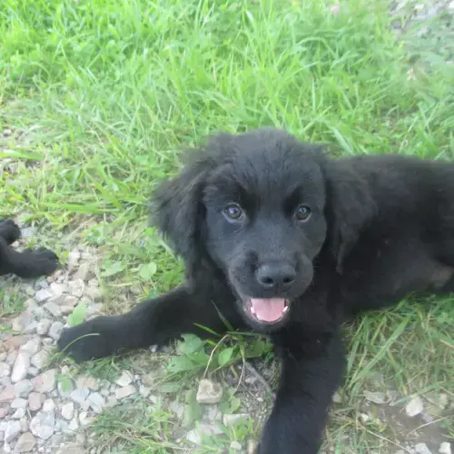 金毛有黑色的吗