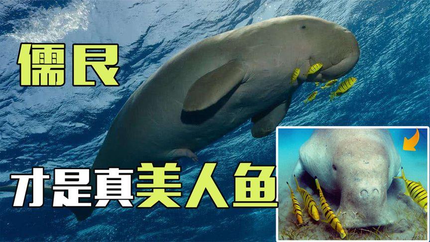 儒艮为什么被称之为美人鱼？ - 知乎