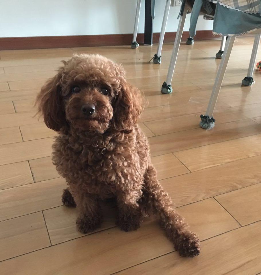 狗狗这种坐姿有问题吗? - 知乎