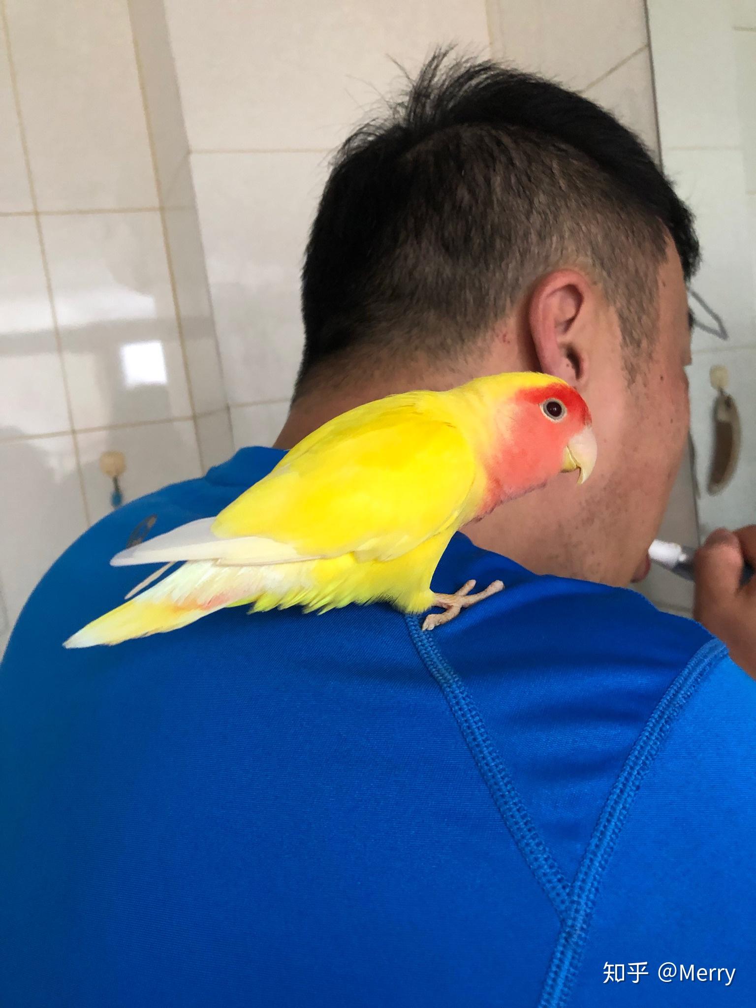 大家养的鹦鹉有哪些可爱有趣的照片? - 知乎