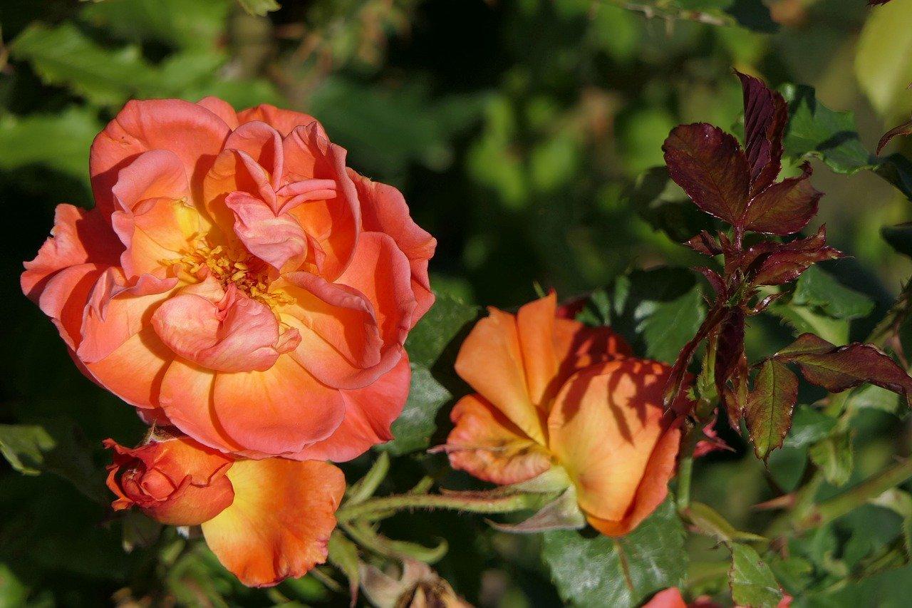 月季阳台如何越冬