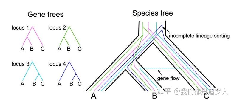 24秋演化生物学课程笔记-系统发生学 - 知乎