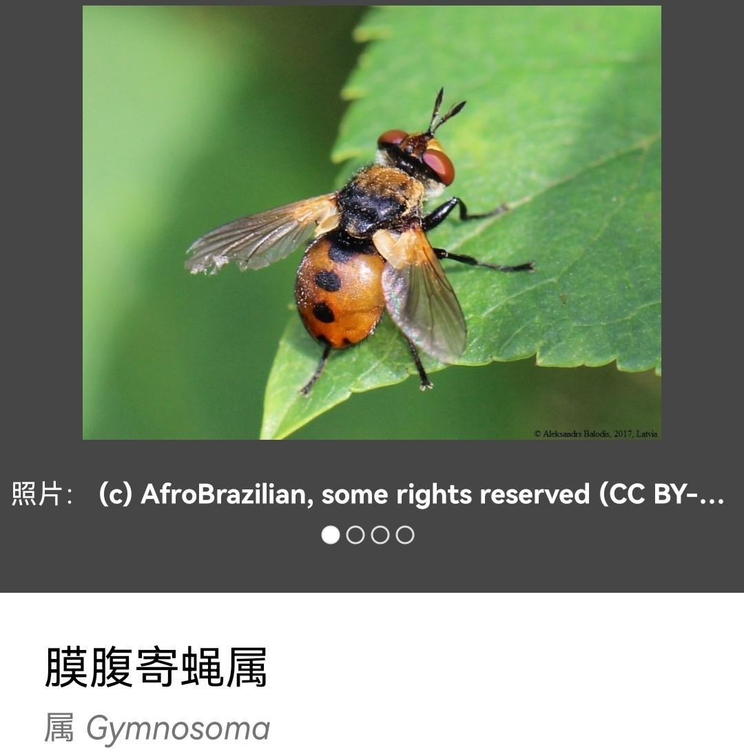 这是什么昆虫？昆虫求识别? - 知乎