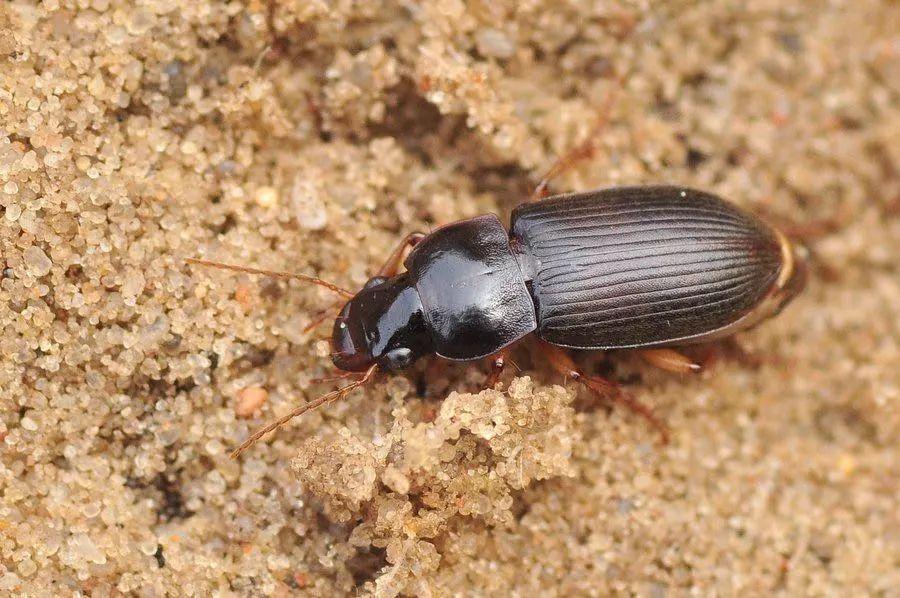 中华婪步甲为什么成批出现? - 知乎