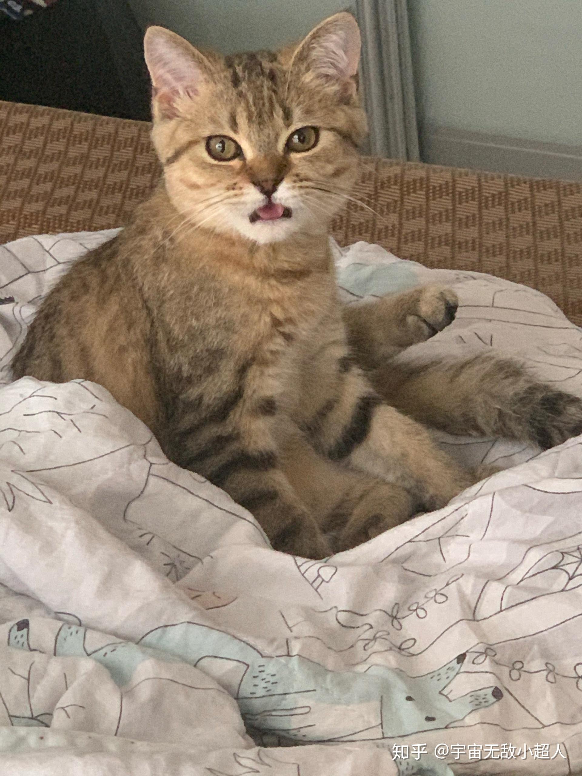 你们的美短金虎斑都怎么样