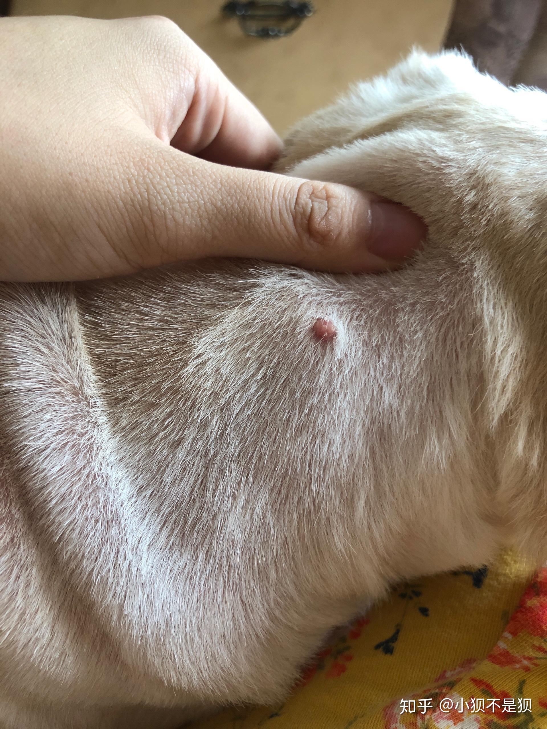 狗狗肚子上长了小瘤子不晓得严重不