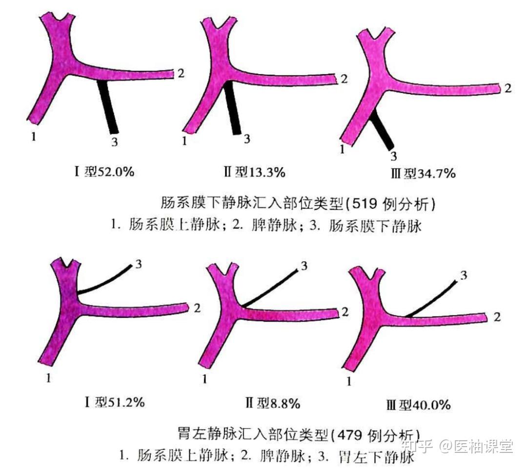 局部解剖学 腹部——胰、脾、肝门静脉 - 知乎