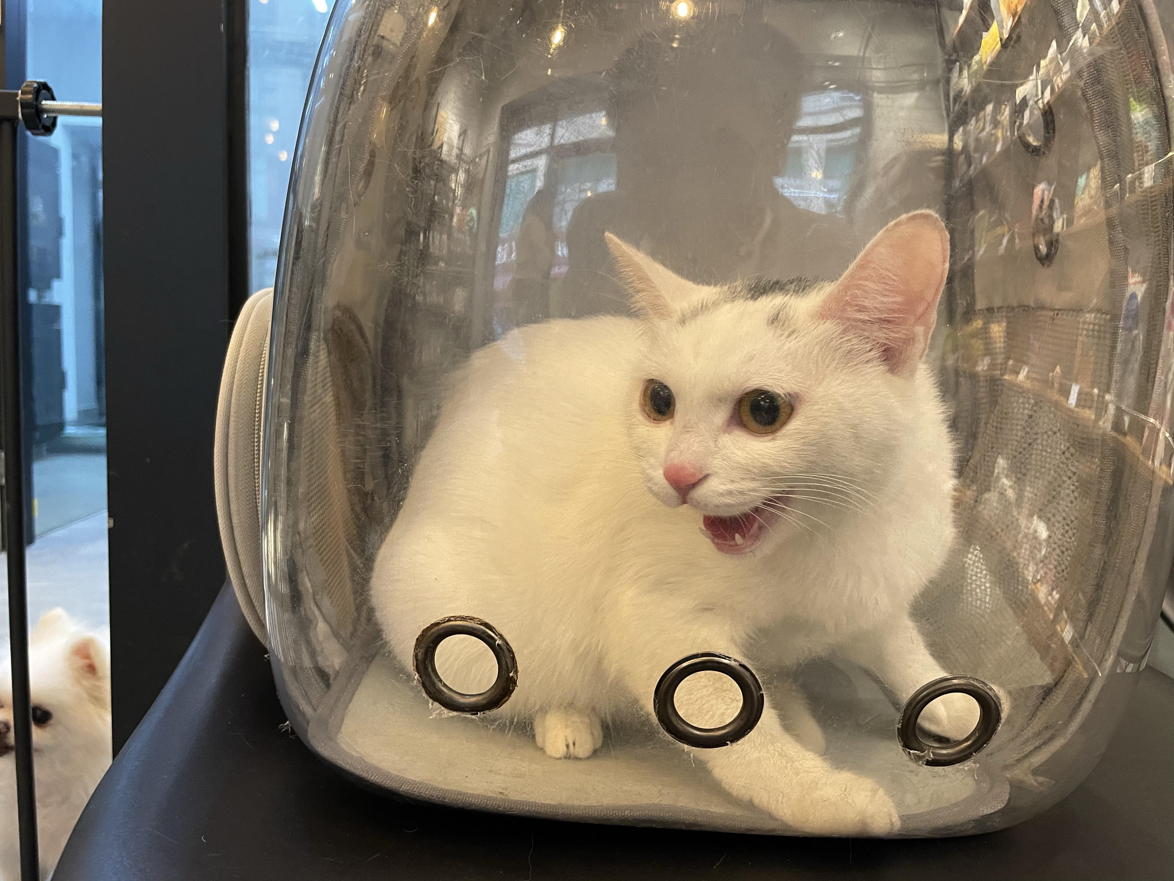 我家养了一只黄白相间的土猫,一直当宠物猫养,小时候还挺粘人的,但是