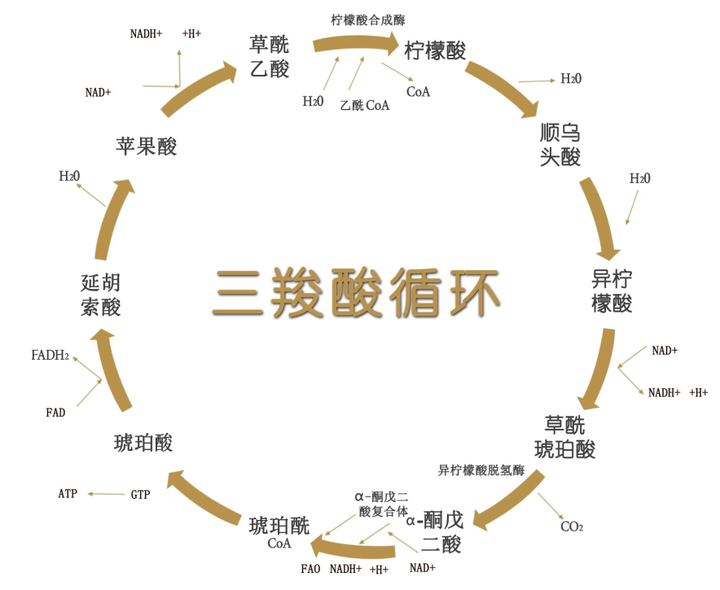 有机酸是如何参与三羧酸循环的? - 知乎