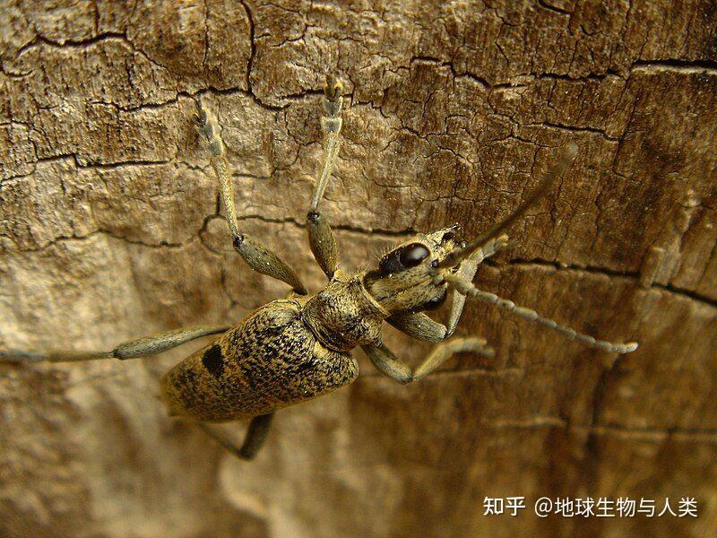 【动物界全系列】金花虫总科—天牛科 - 知乎