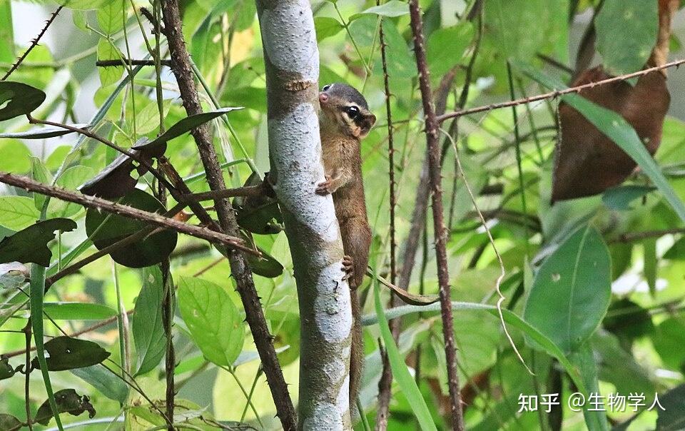 树鼩与鼯猴是灵长动物吗? - 知乎