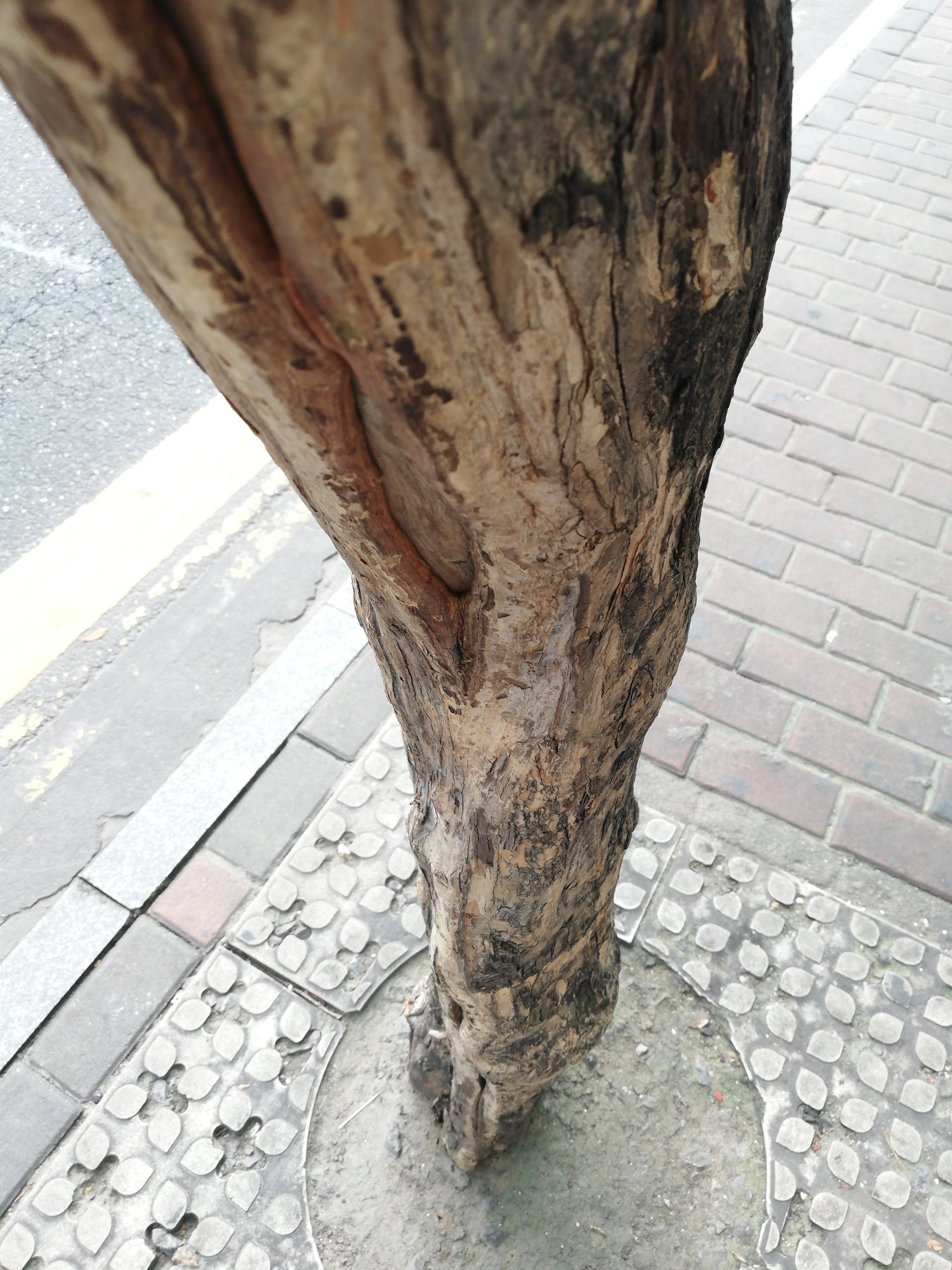 为什么大花紫薇没有树皮长的也很茂盛