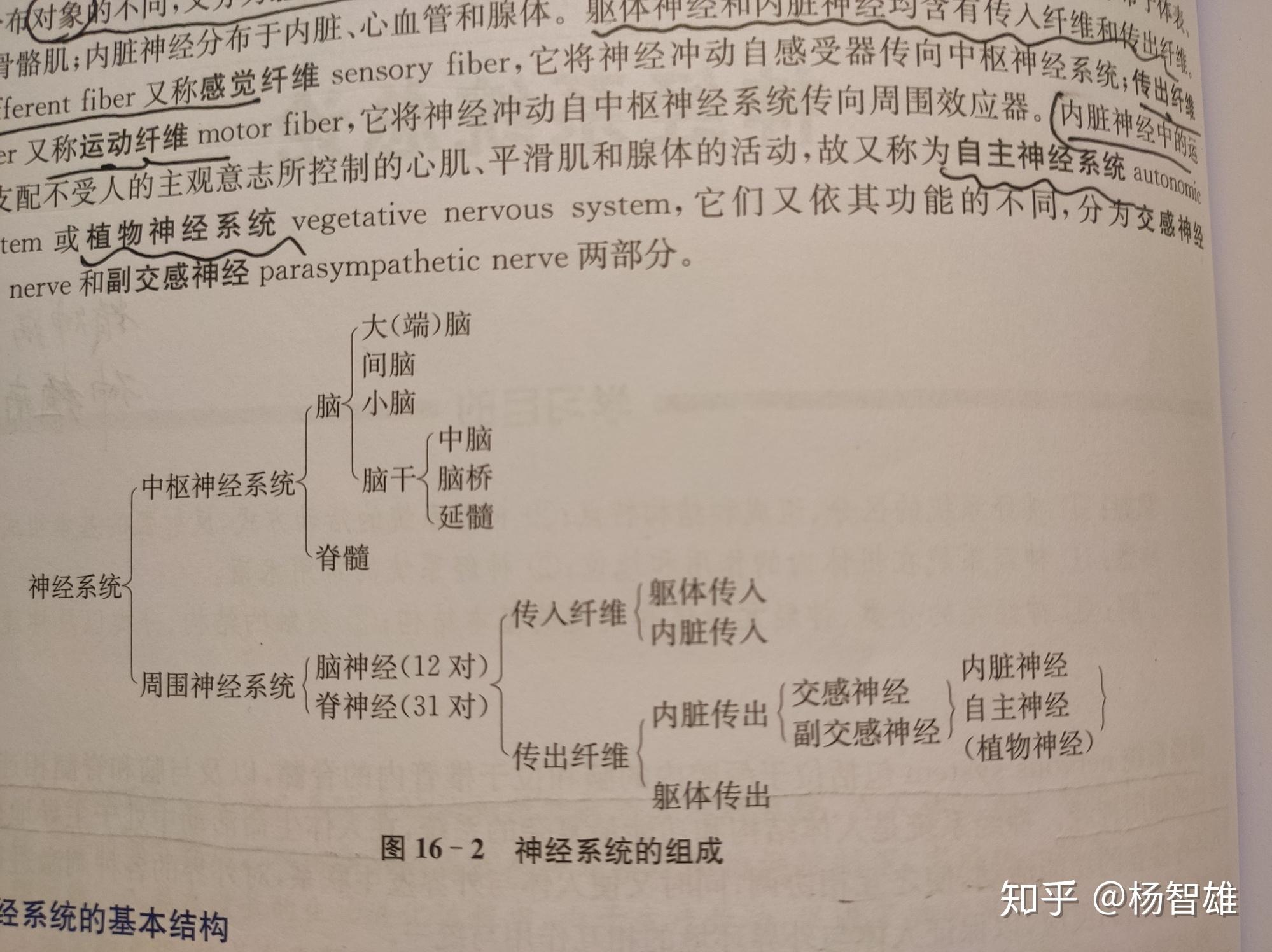 交感神经副交感神经迷走神经的区别和功能是什么