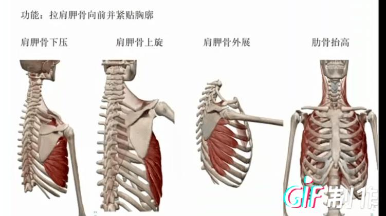 前锯肌-改善翼状肩胛 - 知乎