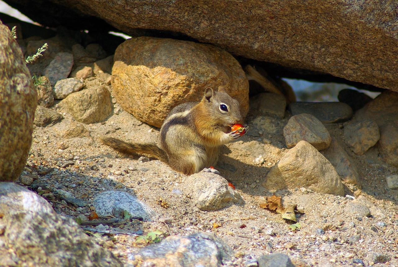 松鼠喜欢什么温度