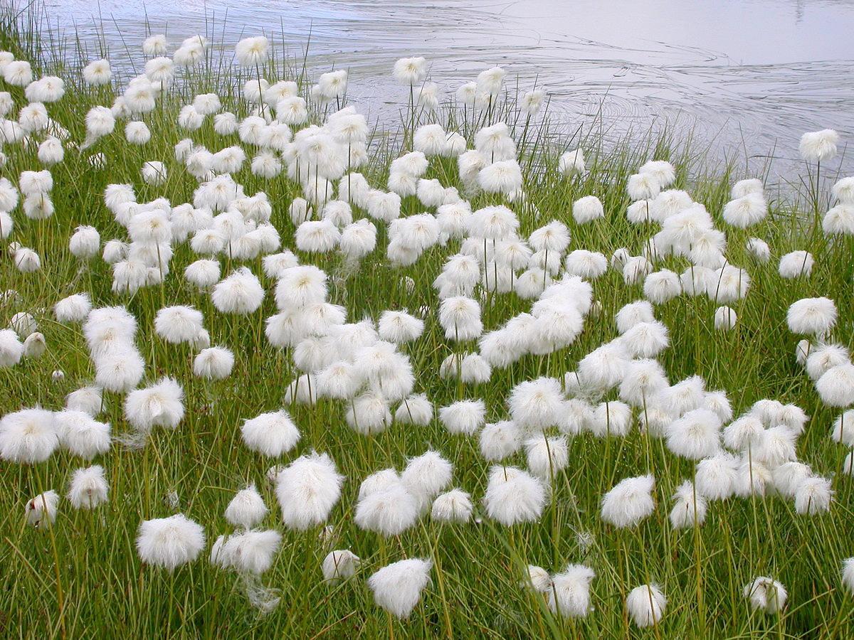 南极跟北极有什么植物