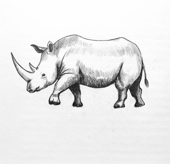 【速写小犀牛】临摹步骤图教程