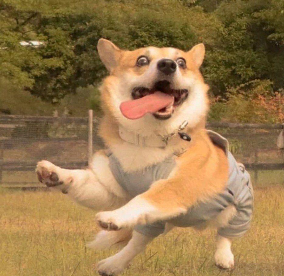 有没有风格憨憨的头像呢? - 知乎