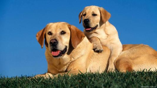 yellow是黄色dog是狗yellowdog不是黄狗