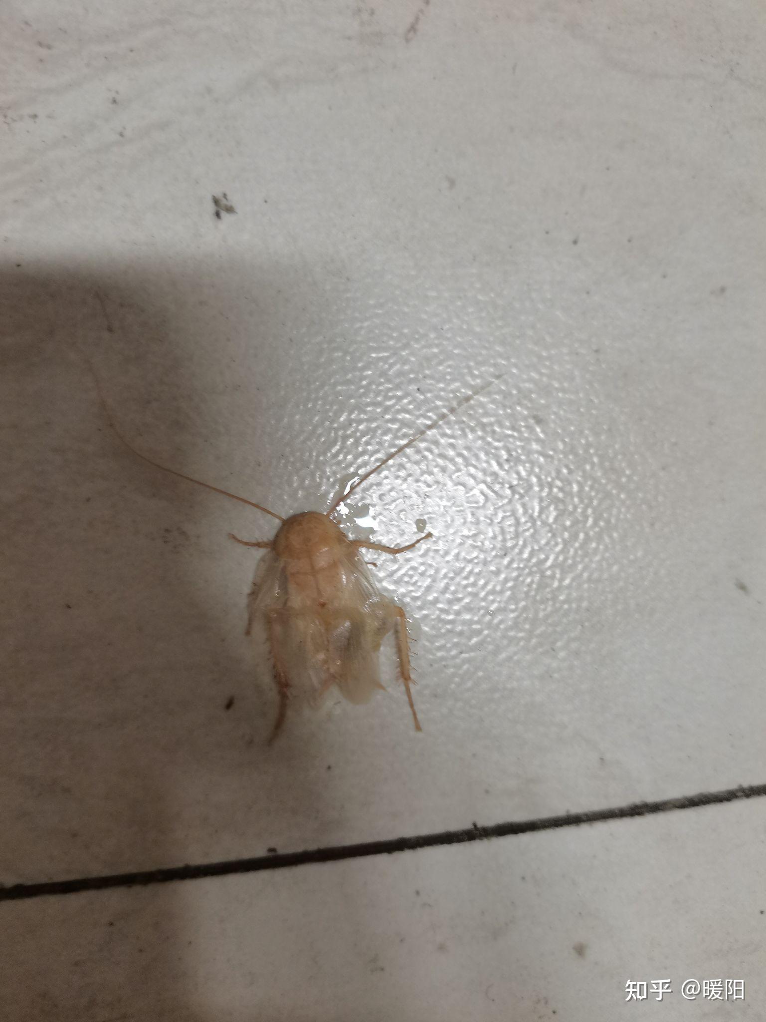 真的有白化蟑螂吗? - 知乎