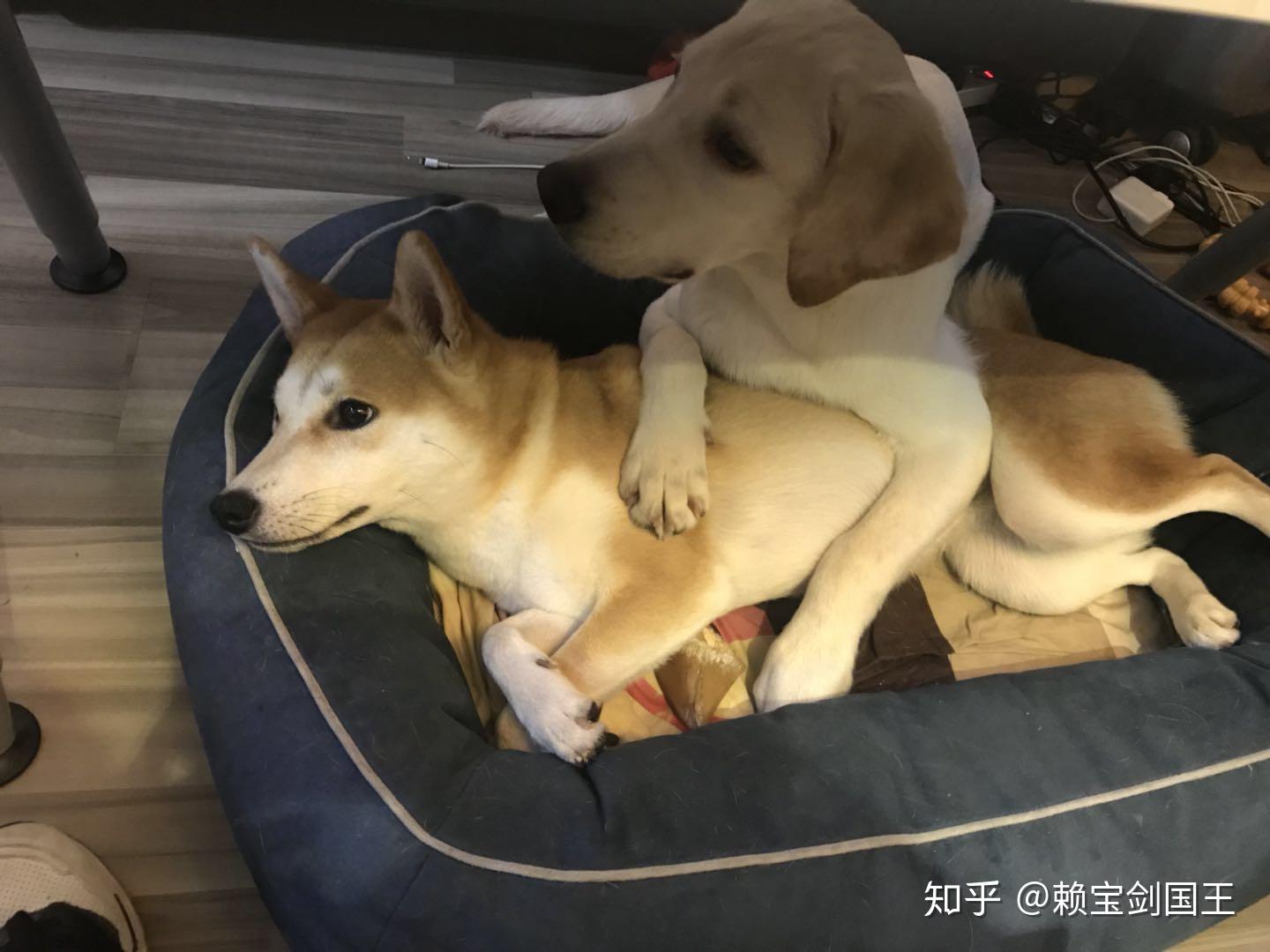 柴犬和拉布拉多一起养怎么样