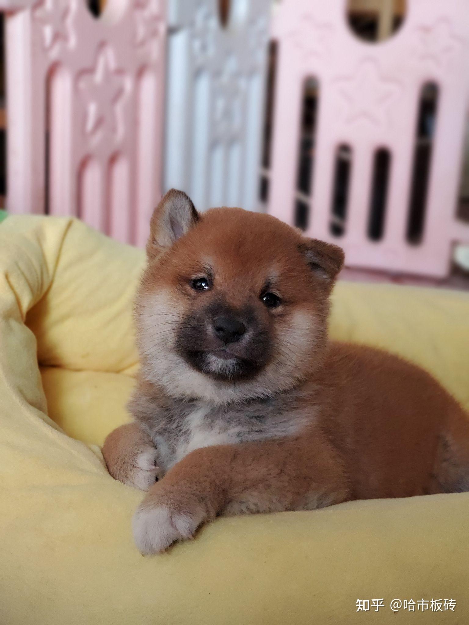 帮我看看这是不是柴犬两个月到四个月的照片