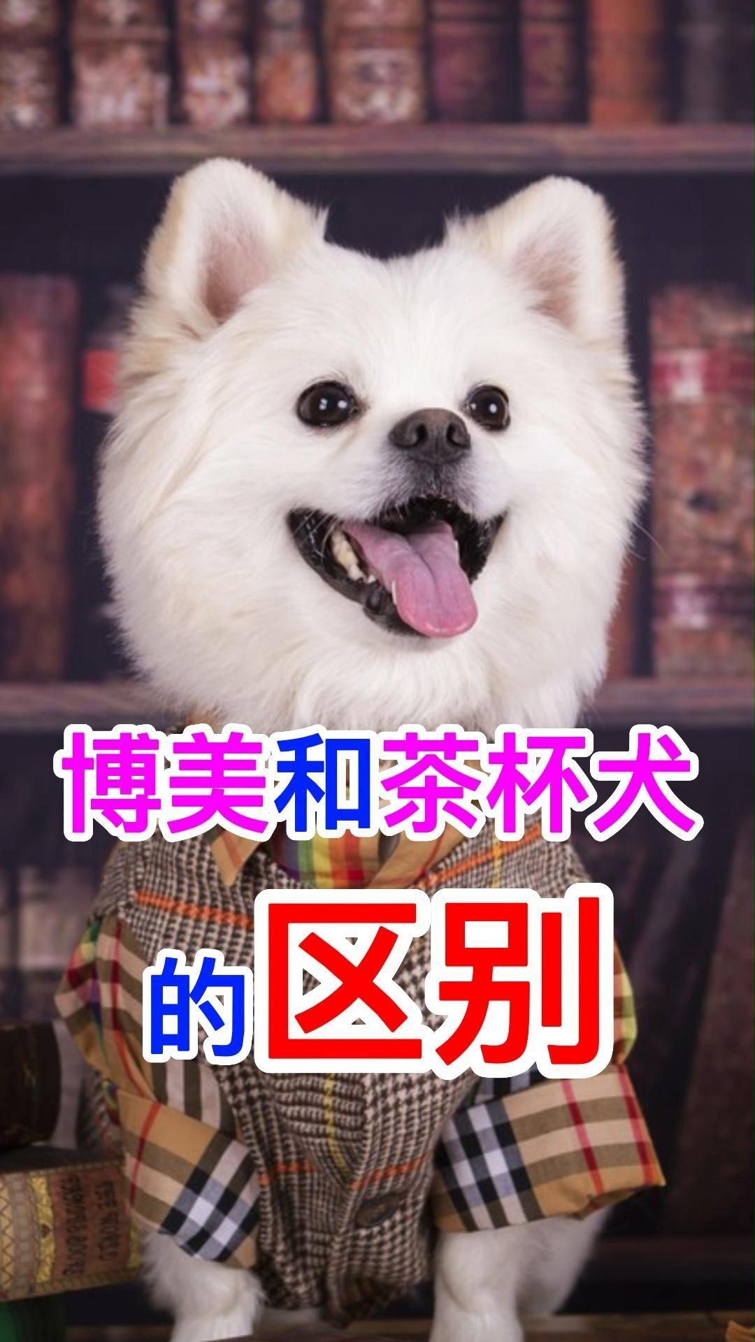 博美和茶杯犬的区别图片