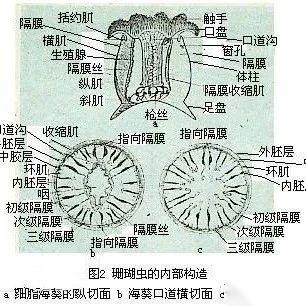 【动物界全系列】刺胞动物门—珊瑚纲 - 知乎