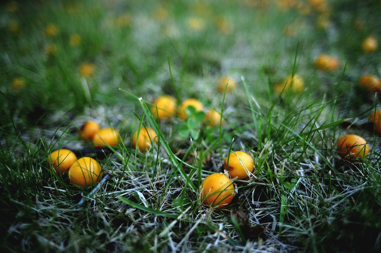 杏子熟了，童年笑了