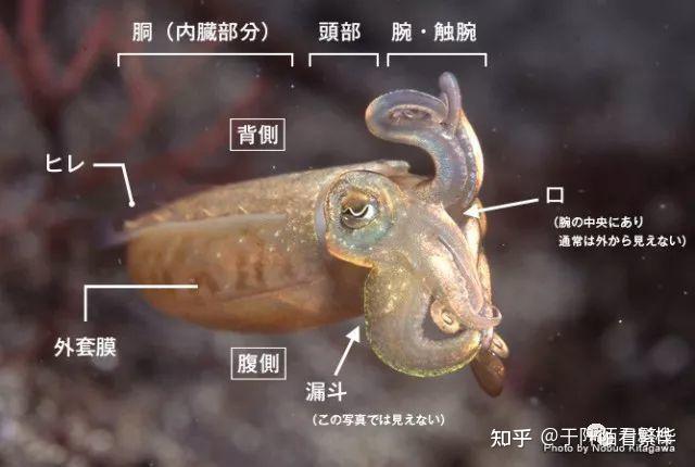 八爪鱼的身体结构图图片