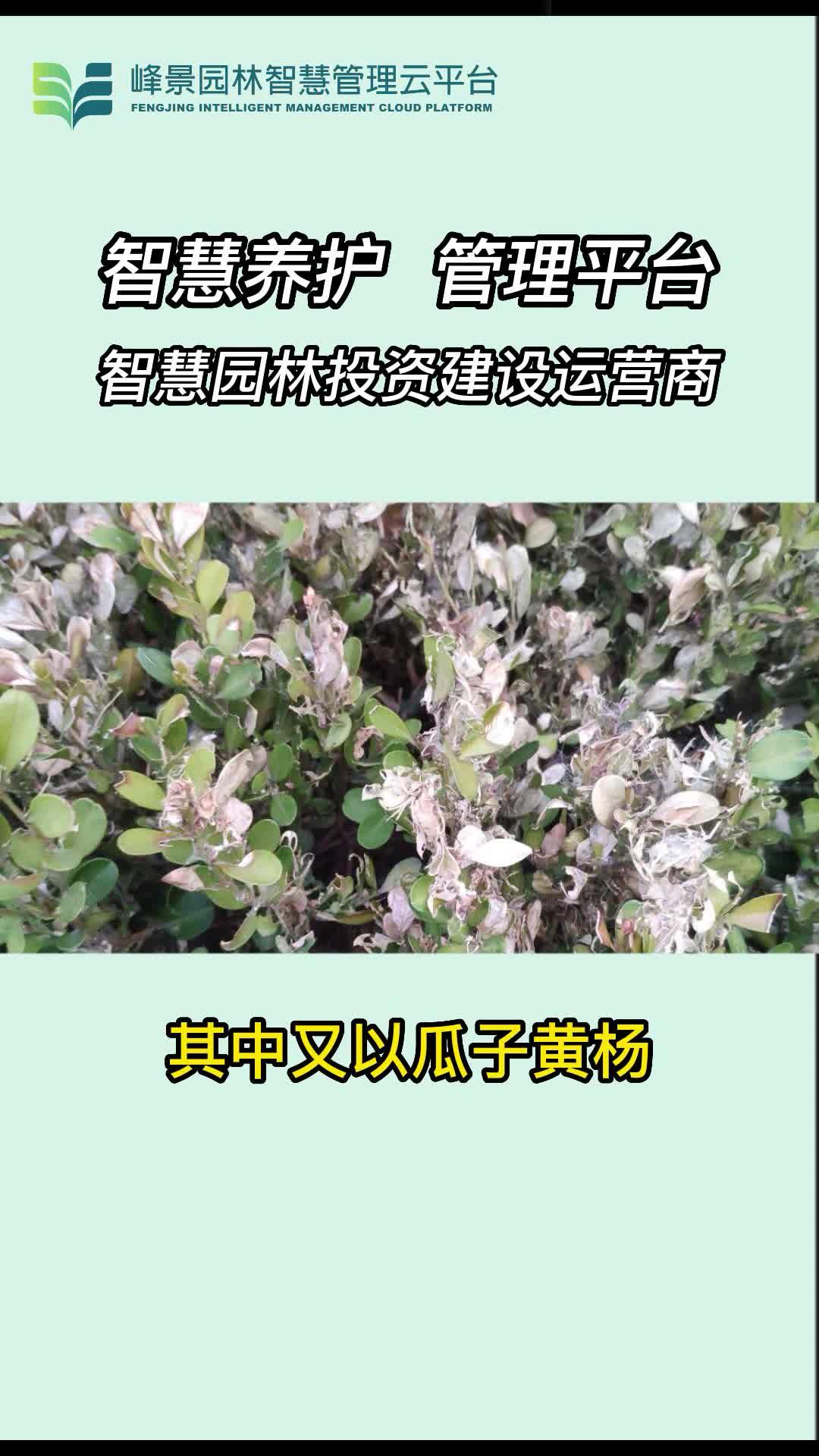 园林病虫害防治——黄杨绢野螟 - 知乎