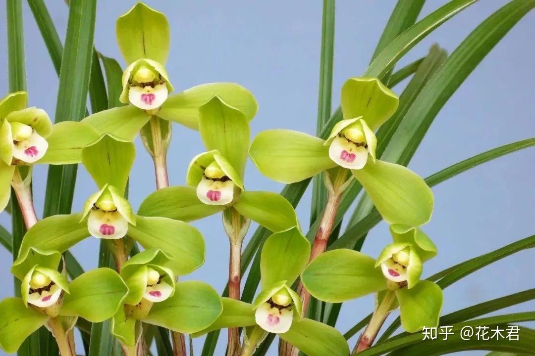 兰花的分株和上盆详细步骤的经验浅谈 - 知乎