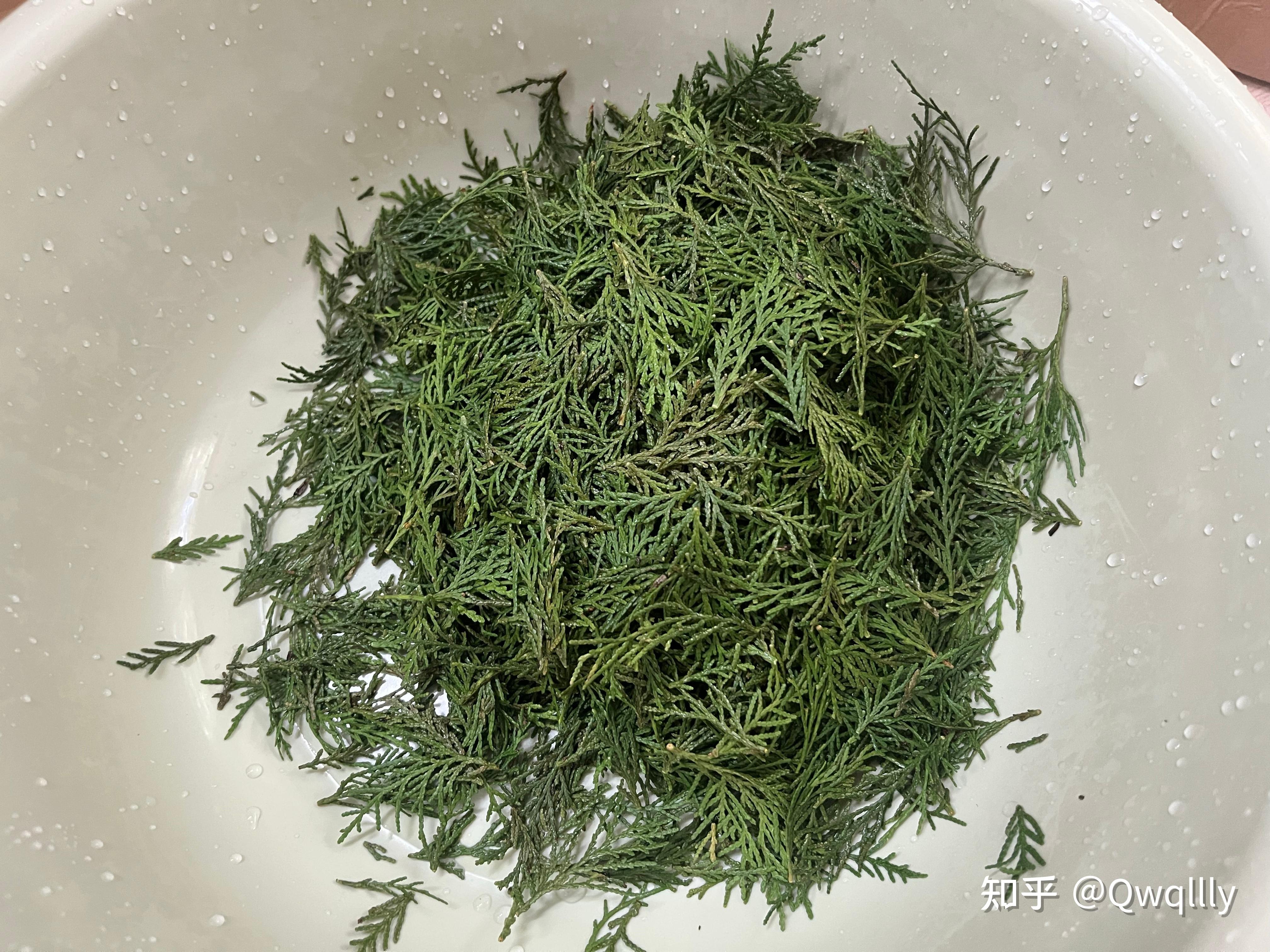 plog 1: 侧柏叶泡酒精预防/治疗脱发 - 知乎