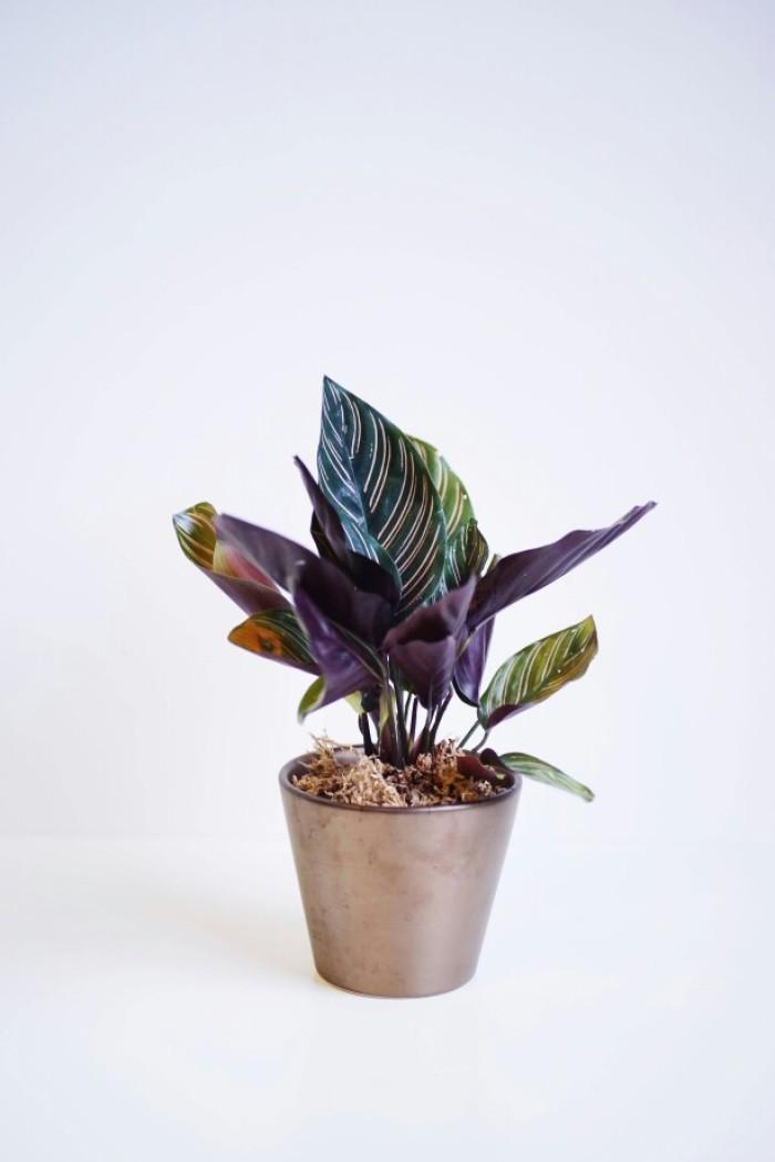 有哪些适合办公室家庭养的背阴植物