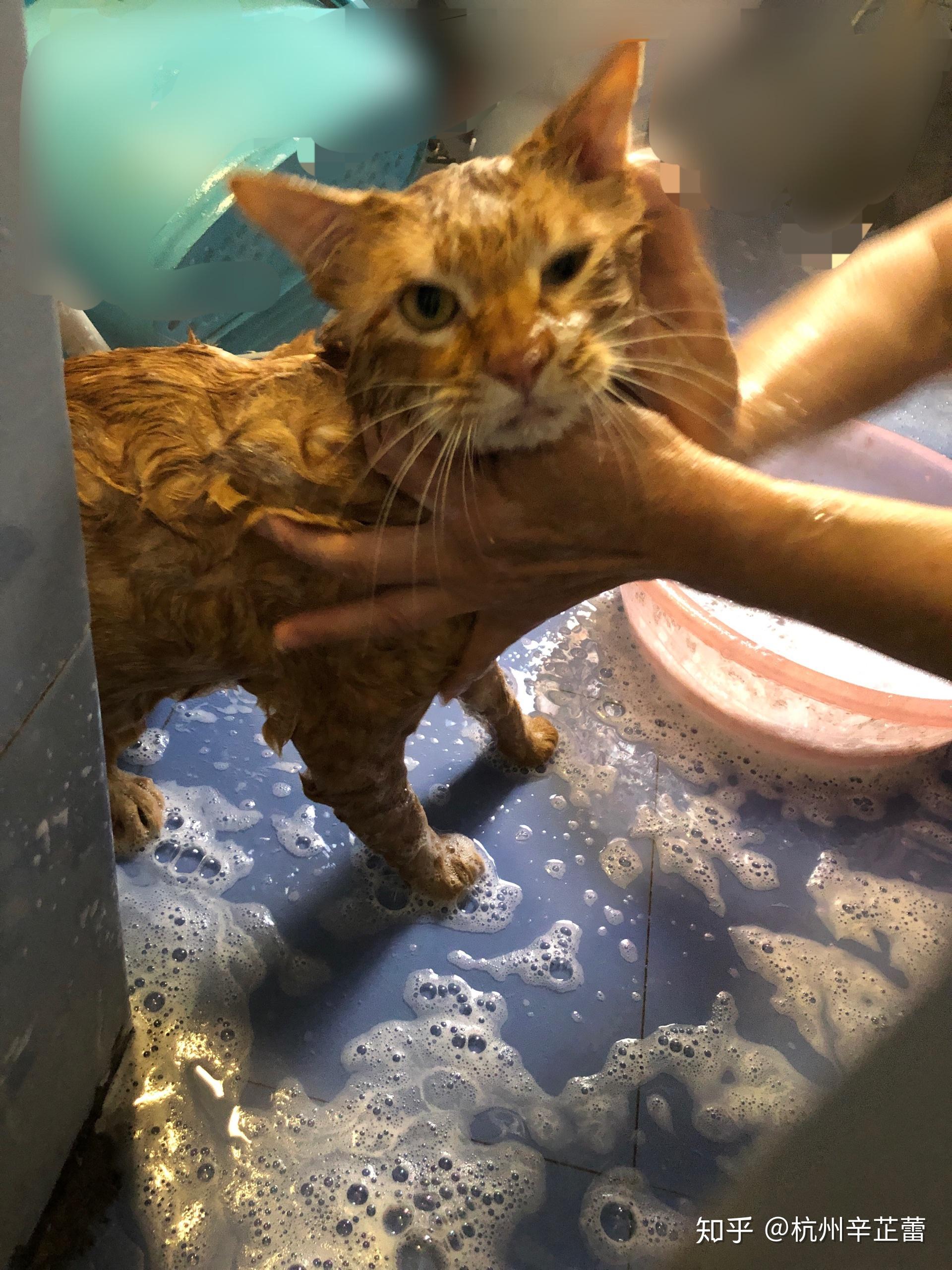 你家的猫会抓蟑螂吗你收过猫的礼物吗