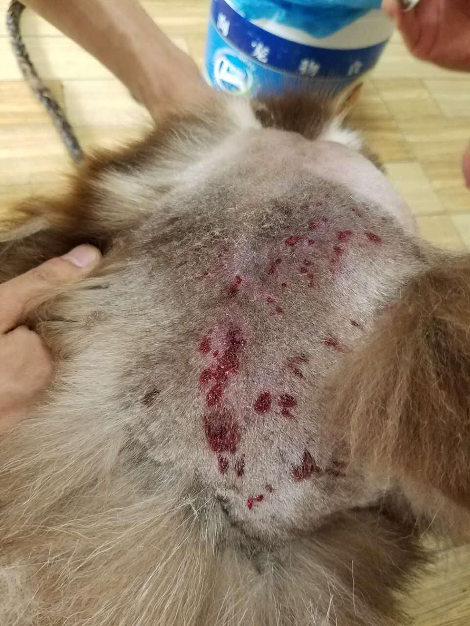 我家阿拉斯加蜂窝性组织炎?