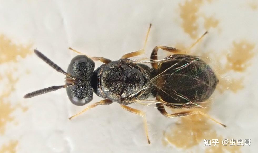 请问,这是什么虫子 黑色带翅膀 不到1毫米 像蚂蚁?蜜蜂?苍蝇?