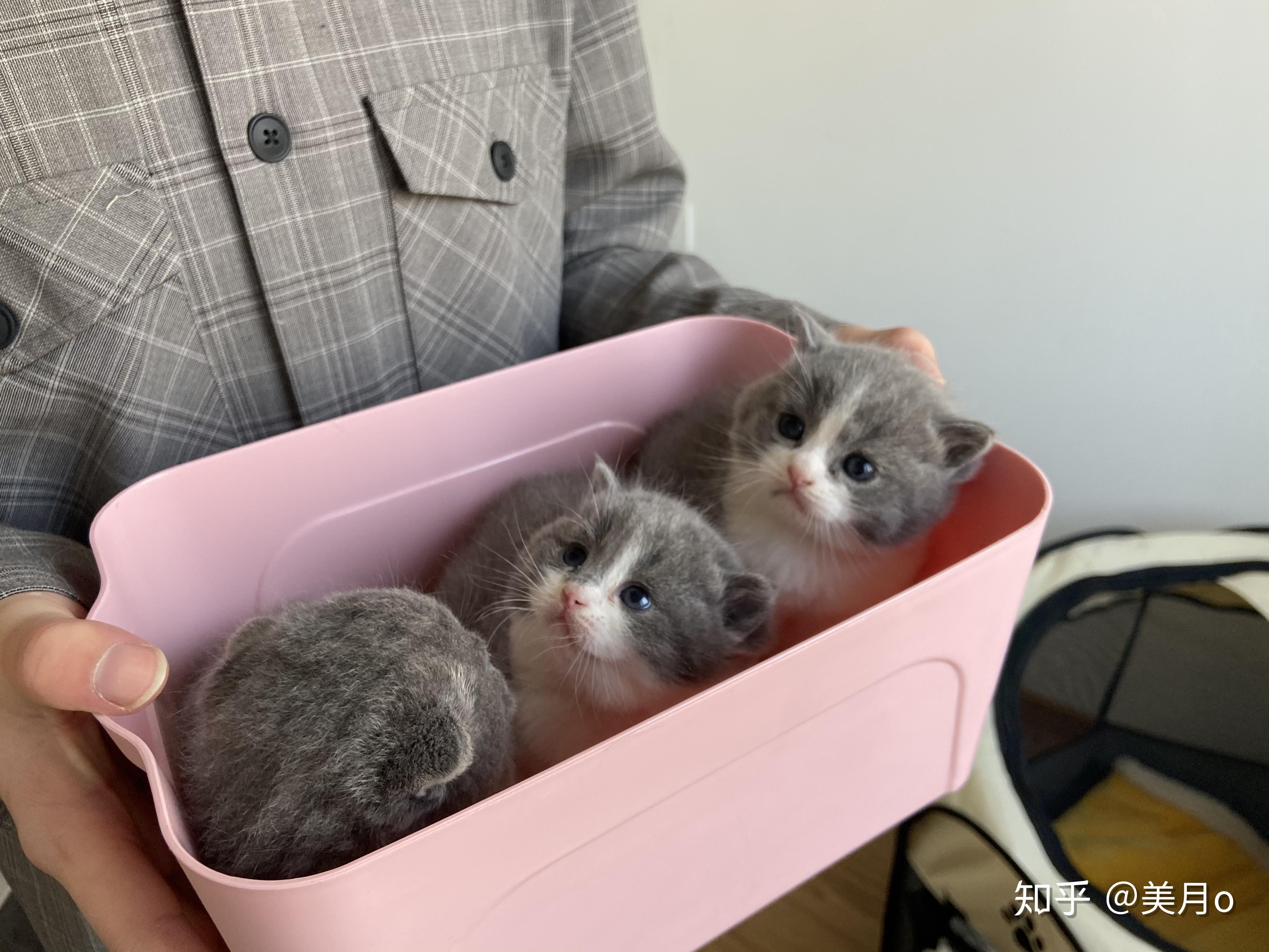 有人试过布偶猫和蓝猫配种的吗? - 知乎