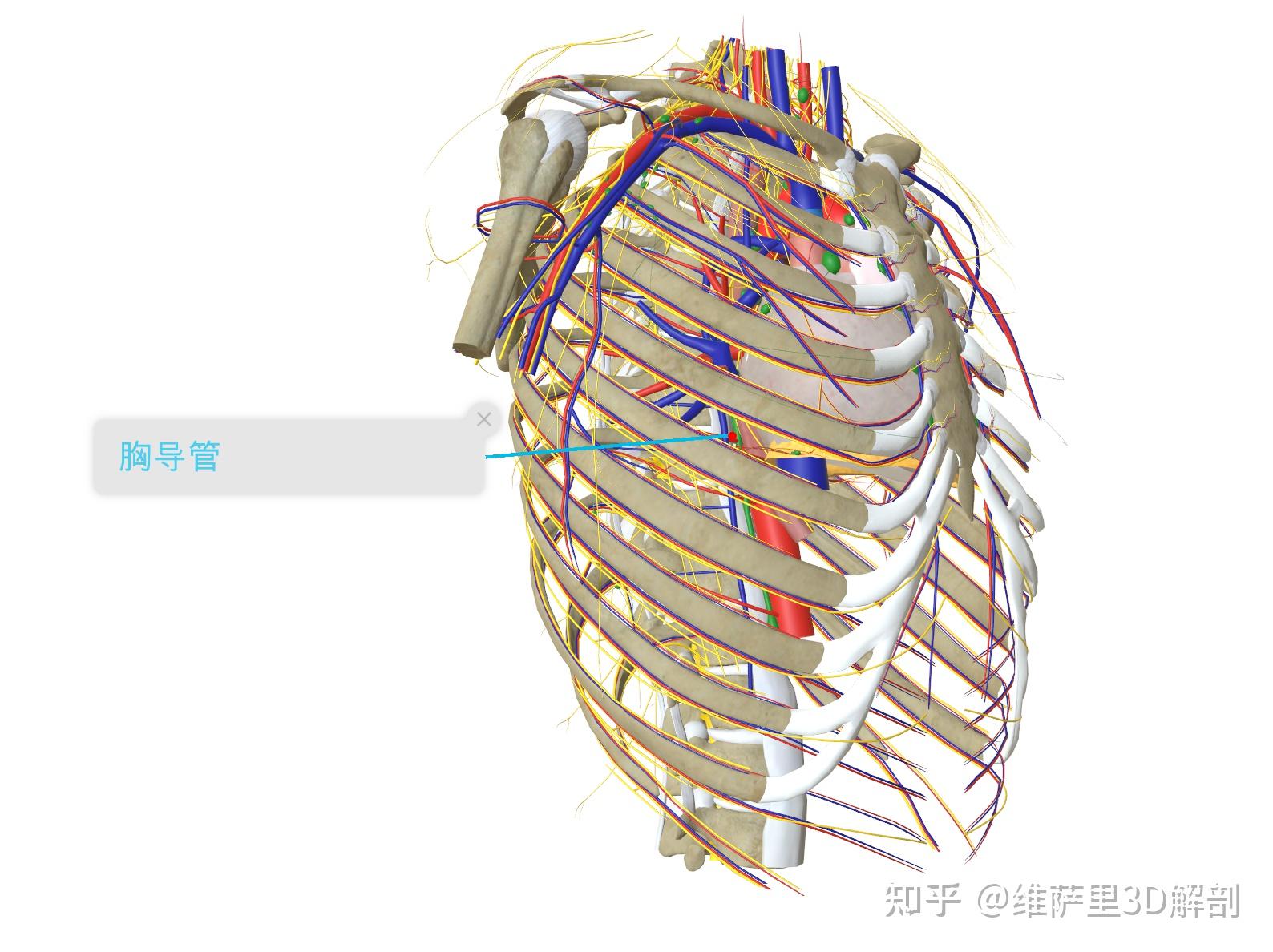 胸导管走行复杂?3D解剖模型精准还原全程路径 - 知乎