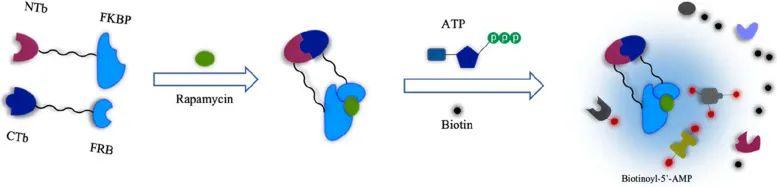 Split Bioid 邻近标记技术:研究蛋白互作的利器(一) - 知乎