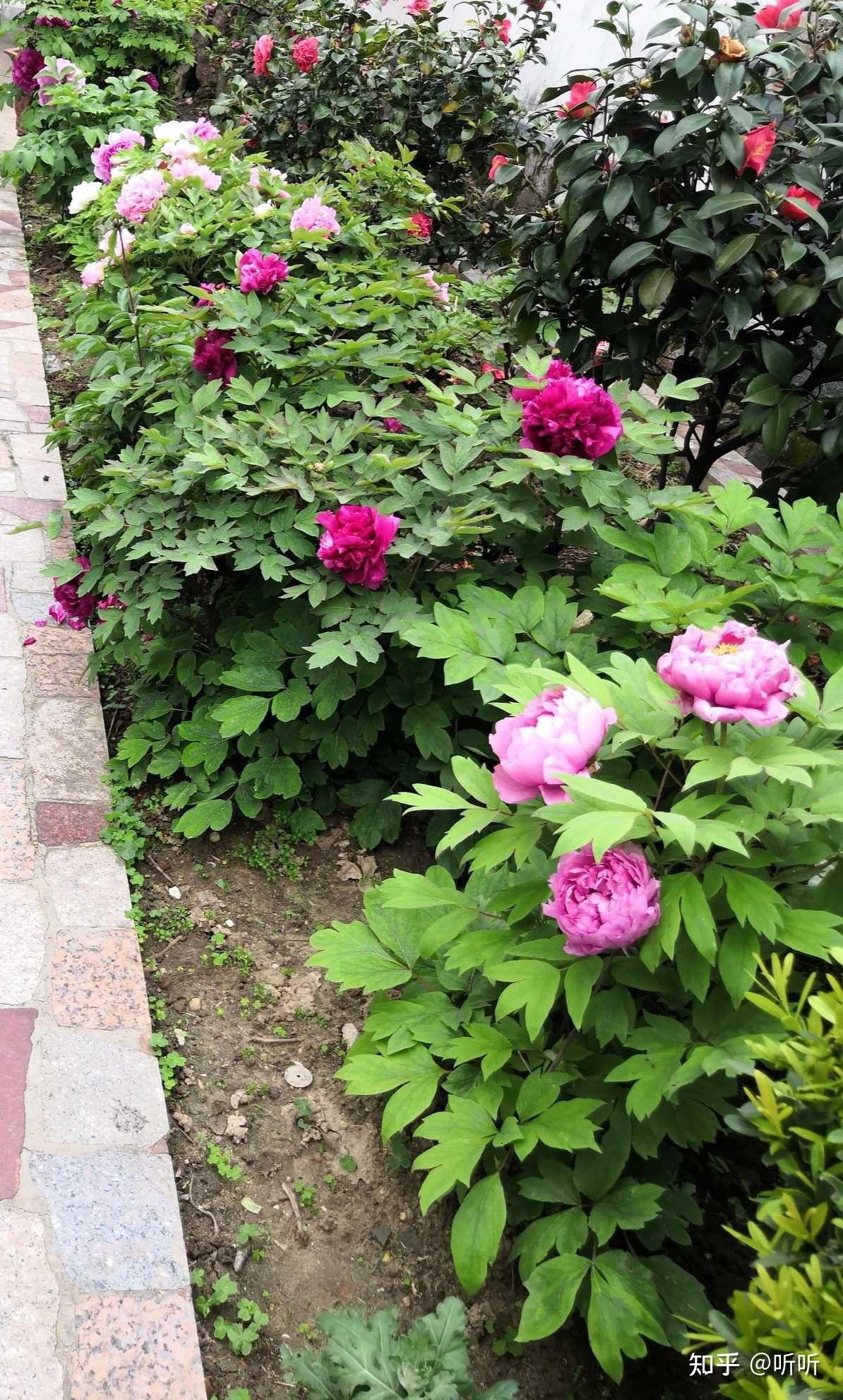 养花还是种菜? - 知乎