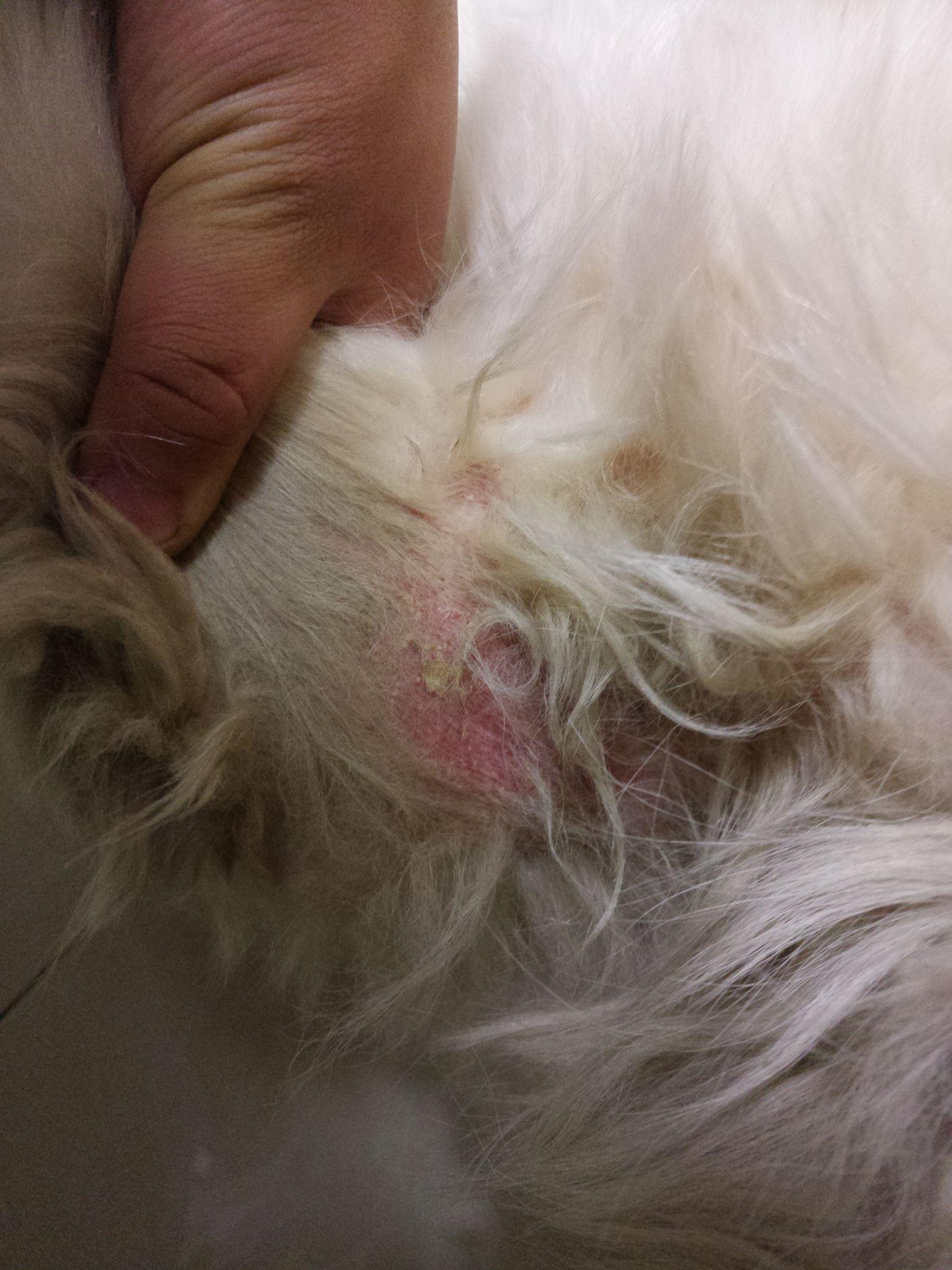 狗狗皮肤病怎么治疗 是只萨摩耶? - 知乎