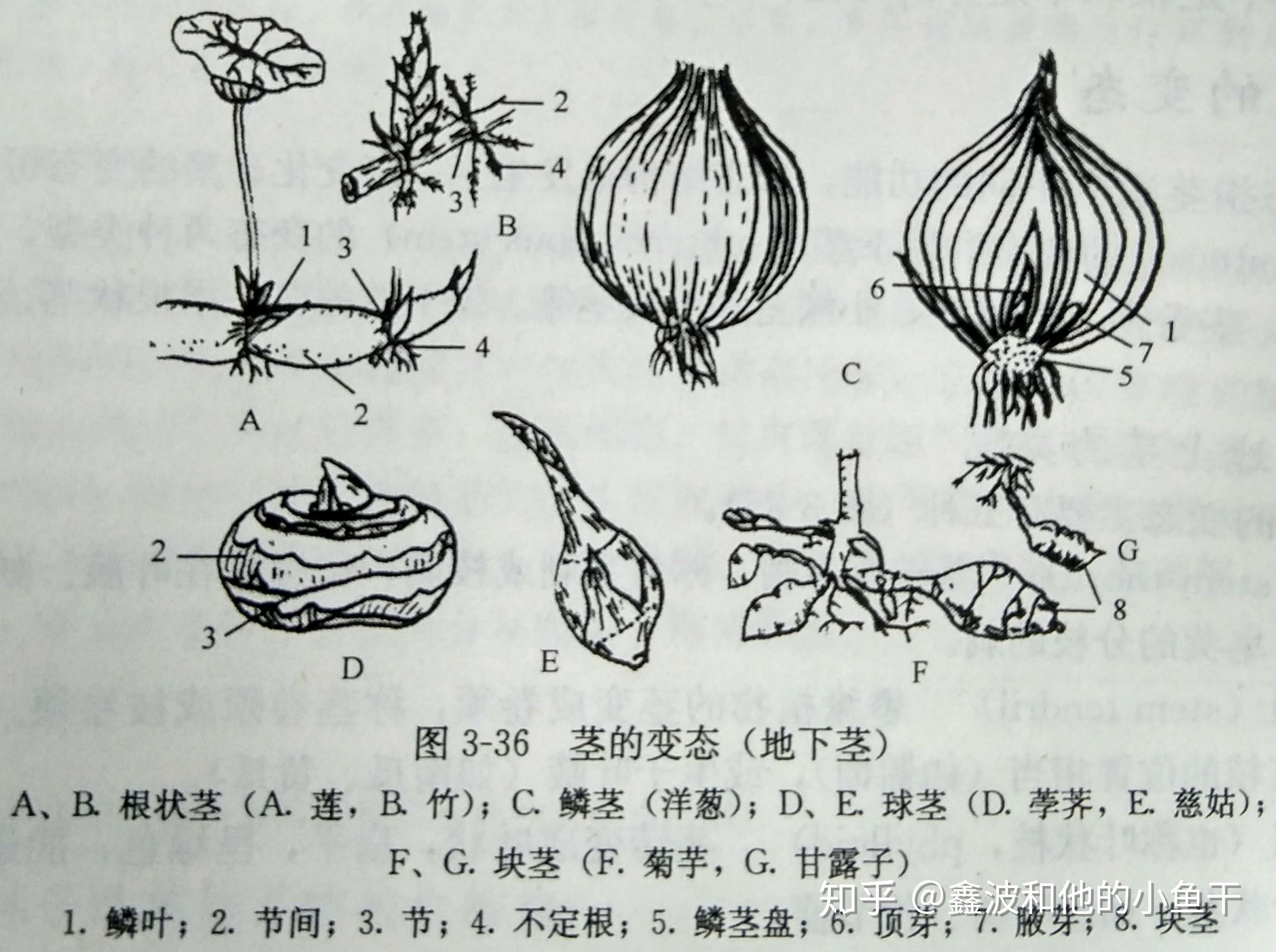 为什么植物的茎都是圆形的,是自然选择的结果吗? - 知乎
