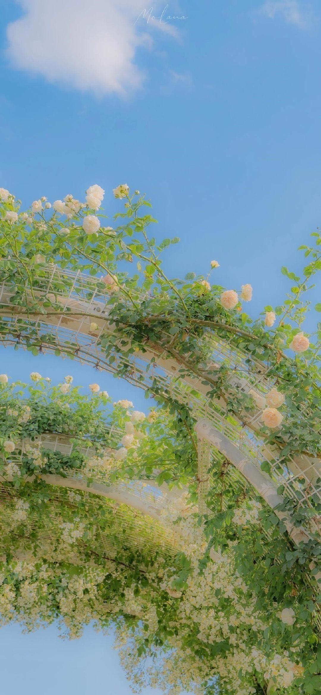 有什么美到极致的绿色壁纸?(绿色壁纸好看卡通动漫)