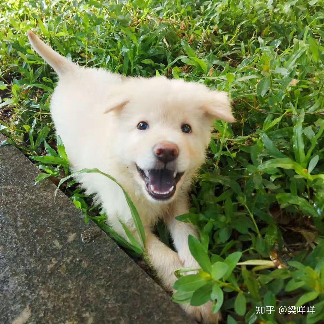 土松狮是土狗中最有希望成为国产翘楚的,为什么知道它的人寥寥无几? - 知乎